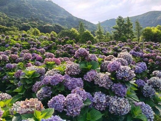 圖片來源:大賞園繡球花(海芋)