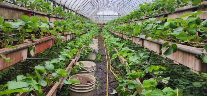 圖片來源FB 野草花果有機農場3