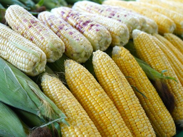 圖3. 雲林雜糧-玉米.JPG