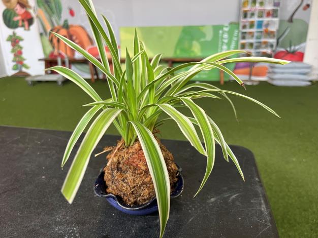 綠美化手作苔球植栽