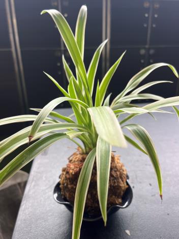 綠美化手作苔球植栽