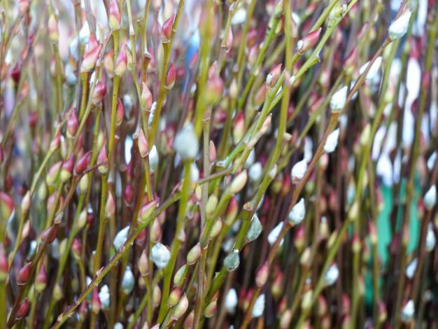 圖6. 宜蘭銀柳.JPG