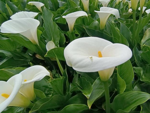 嬌嫩潔白的海芋