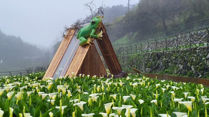海芋田中有趣的地景藝術