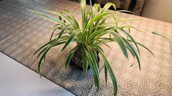 手作苔球示意圖