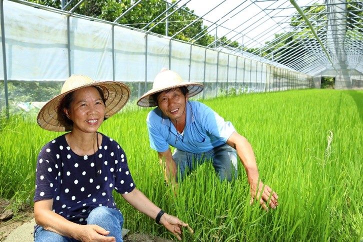 清香休閒農場水稻體驗