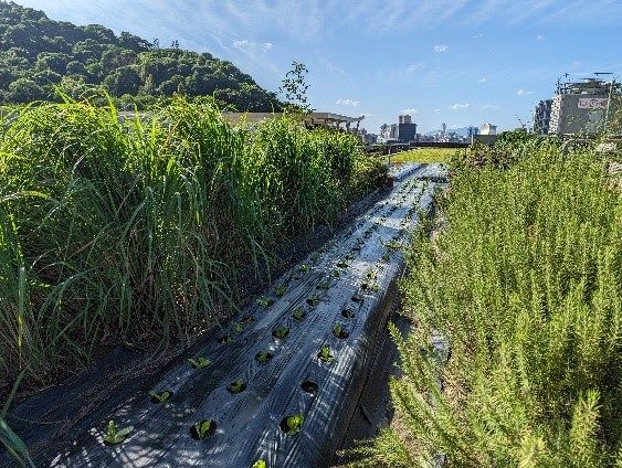 第2殯儀館綠屋頂