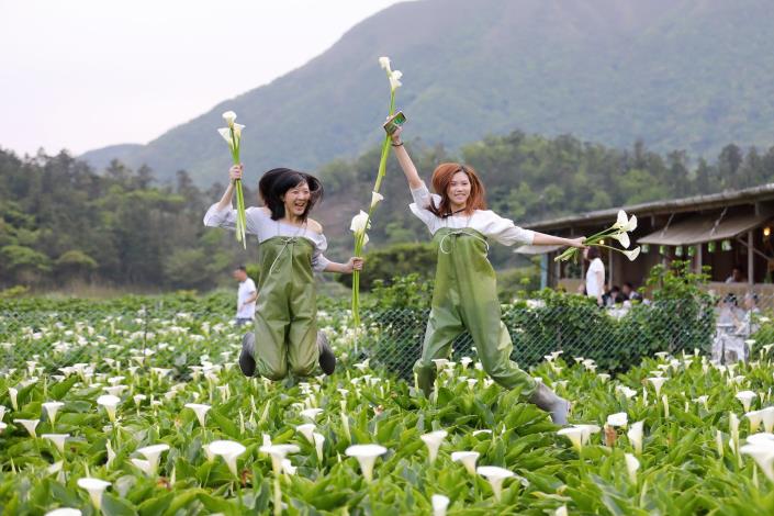 竹子湖採海芋體驗