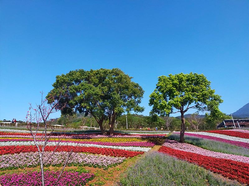 圖2.北投三層崎公園花海美景。