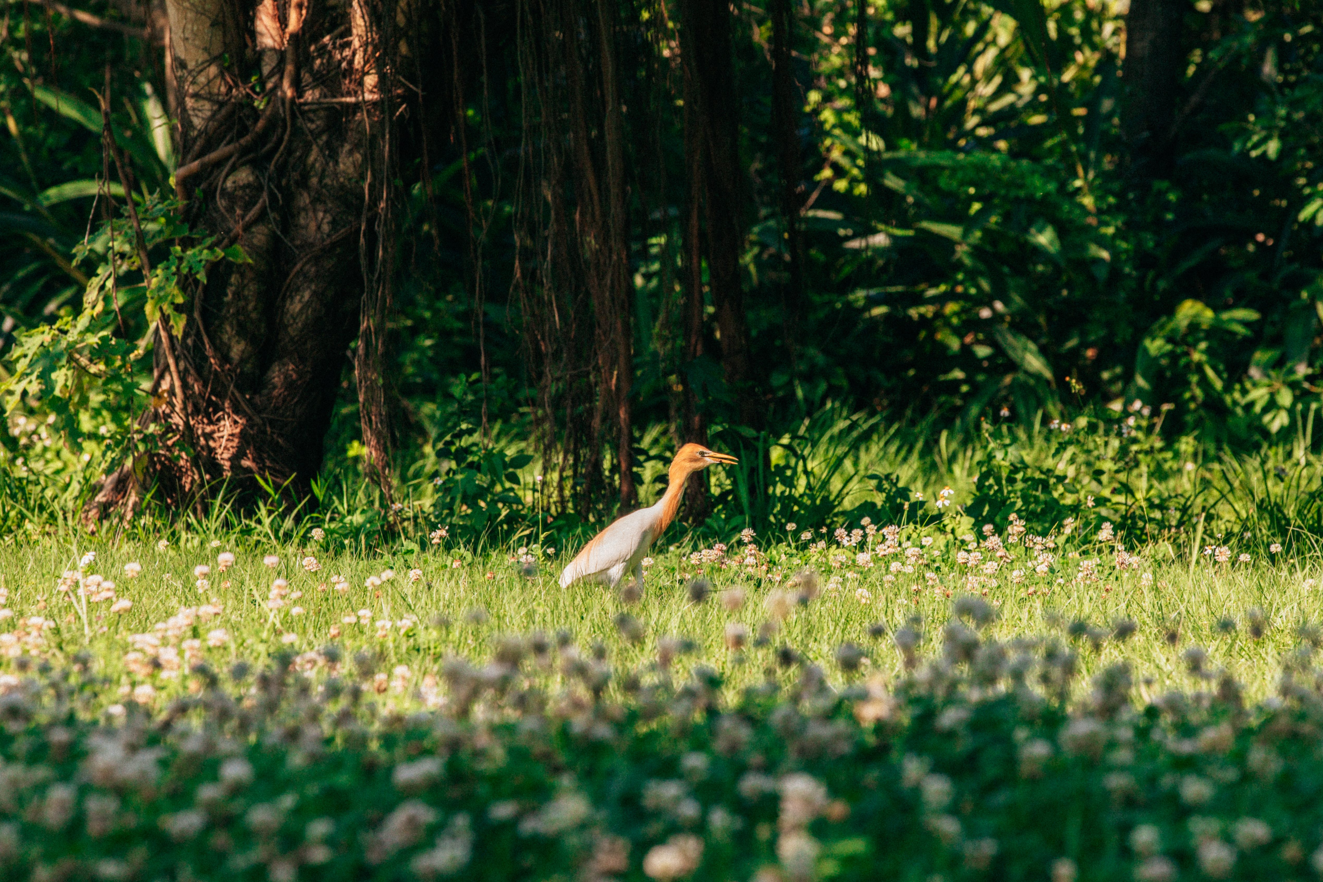 關渡自然公園是臺北市賞鳥的絕佳景點。