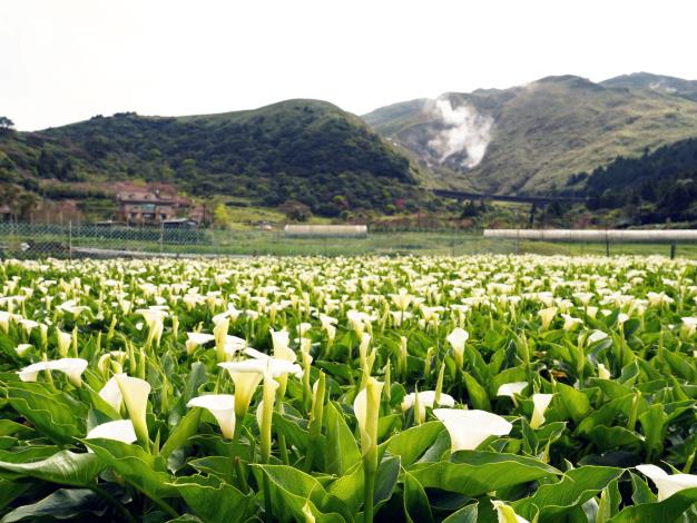 4月正是前往陽明山竹子湖賞海芋的好時節，來臺北旅遊千萬別錯過。（北投區農會提供）