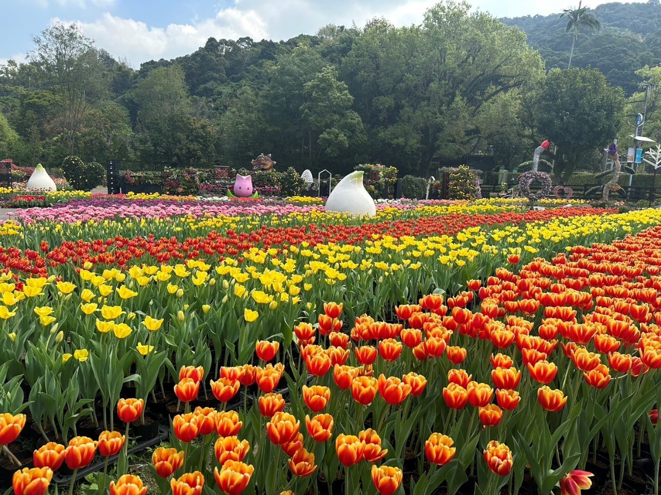 2/26-3/8士林官邸鬱金香展，浪漫優雅的氛圍深獲國內外遊客喜愛。
