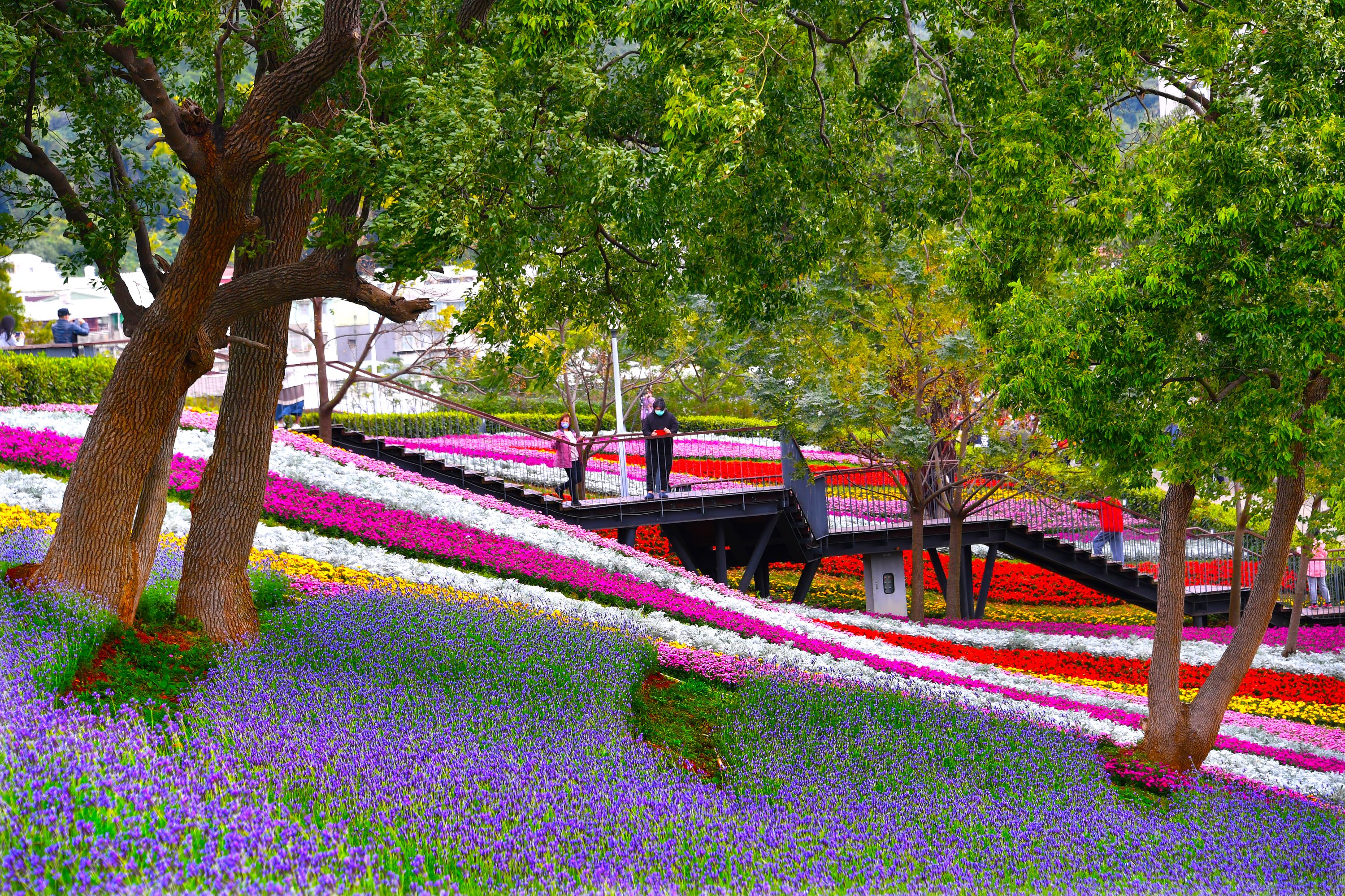 北投的「三層崎花海」擁有「台版富良野」美稱。