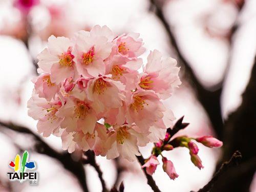 Cherry blossoms around Taipei Ci...