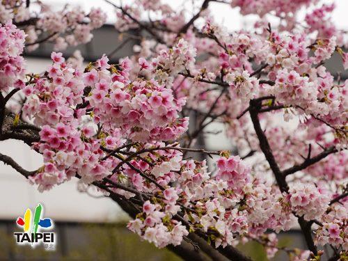 Cherry blossoms around Taipei Ci...