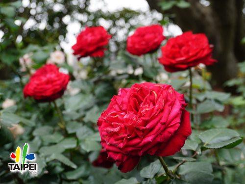 Taipei Xinsheng Park Rose Exhibi...