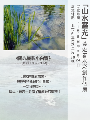 《陽光樹影小白鷺》