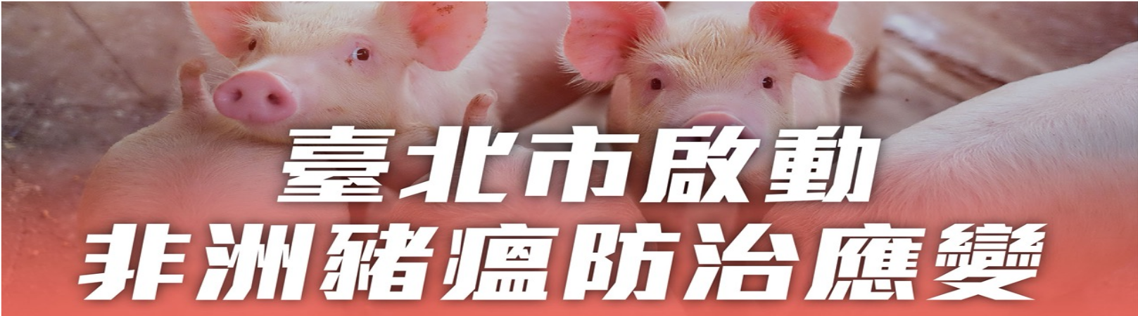 臺北市啟動非洲豬瘟防治應變