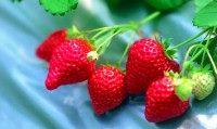 內湖農特產品-草莓