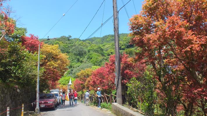 春末夏初五月天，臺北市菁山社區槭樹新葉，艷紅妝點情意綿綿。