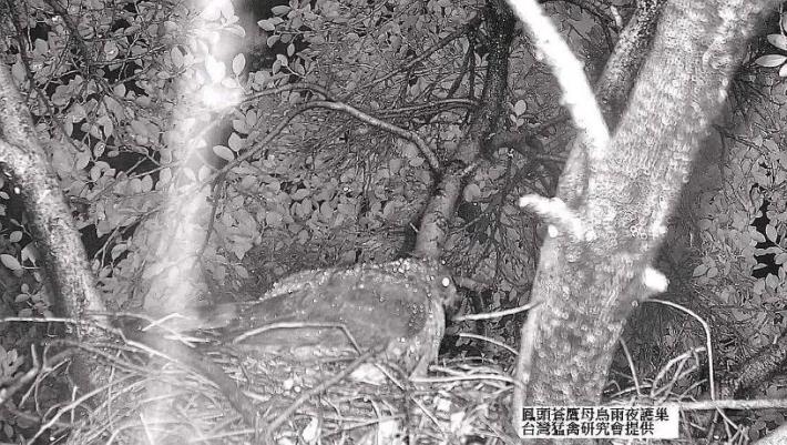 (圖4)鳳頭蒼鷹母鳥在雨夜中護巢(臺灣猛禽研究會提供)
