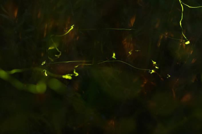 圖1、榮星公園螢火蟲夜間於草叢中飛行