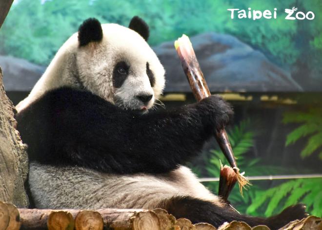 好吃到停不下來！（圓仔）