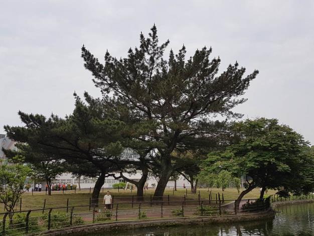 圖1青年公園黑松自然樹型良好提供良好遮蔭