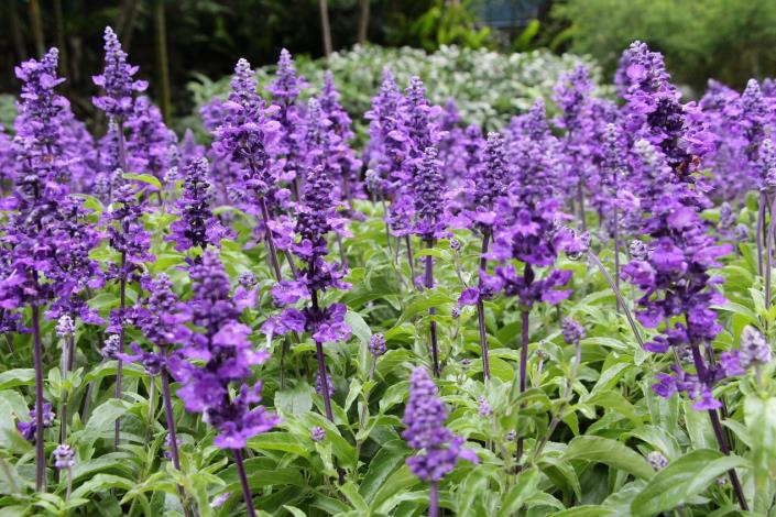 圖6.「粉萼鼠尾草」因其花是紫色，也是排列成串的花序，常被誤認為薰衣草。.jpg