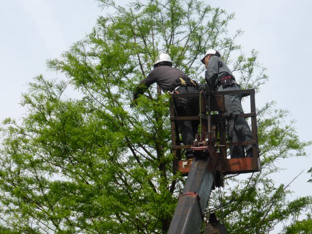 (圖1)在日本樹醫生指導下，修樹下刀讓樹活得更健康