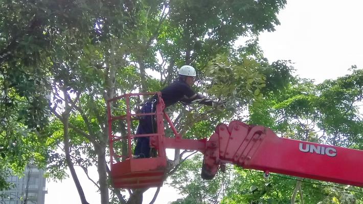 (圖4)修剪人員細心觀察枝條生長狀況後才進行修剪