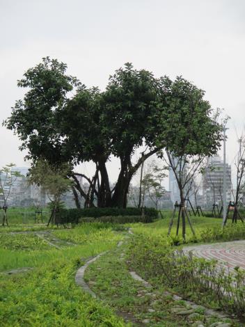 圖4. 玉東公園複層綠化植栽