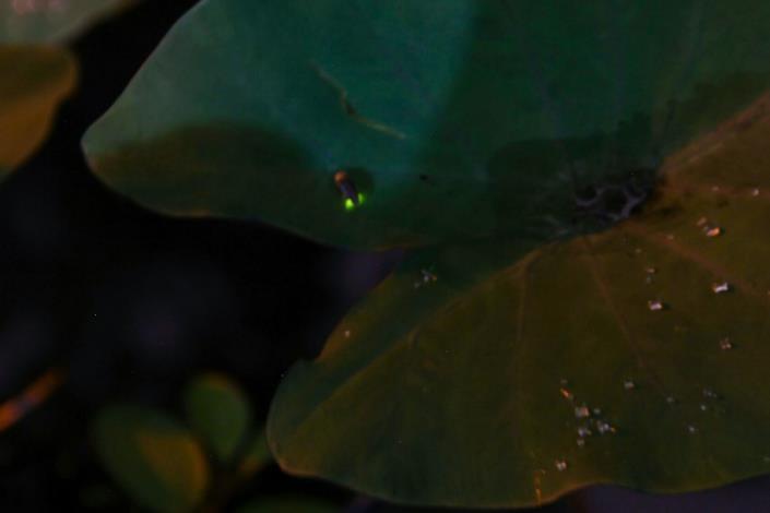 圖6.夜間於姑婆芋葉上駐足的螢火蟲