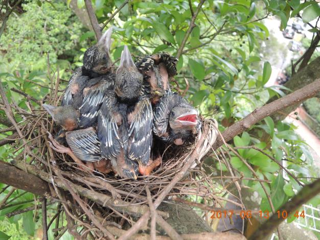 圖1. 北市動保處將臺灣藍鵲幼雛放回原本巢內