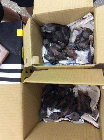 圖2. 台北市野鳥學會野鳥救傷中心協助照護8隻台灣藍鵲幼雛