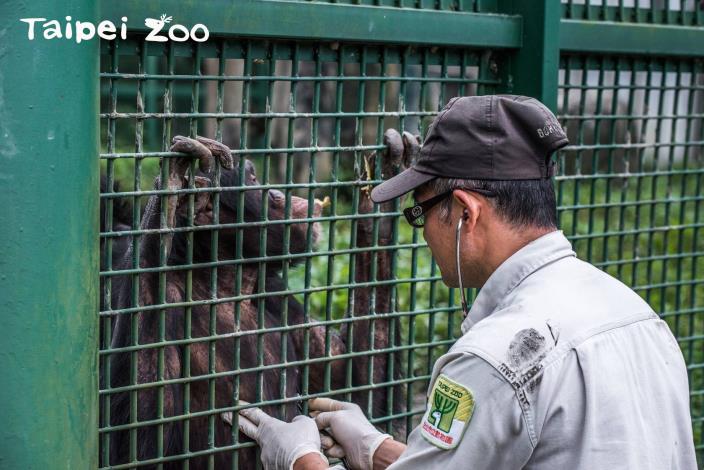 「王萬憲」付出了非常多的心力與時間，定期為黑猩猩進行親近訓練等課程