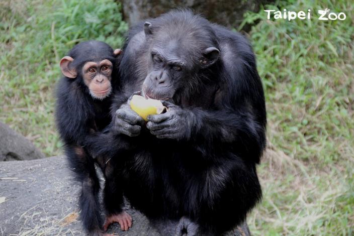 黑猩猩家族中的每個成員，對「王萬憲」來說就如同家人一般