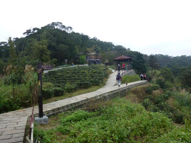 樟湖步道沿途的聆風亭周邊茶園風光。