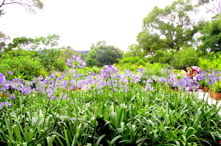 歡迎市民朋友上山「走一夏」，倘佯藍紫色的浪漫花海，感受初夏氛圍