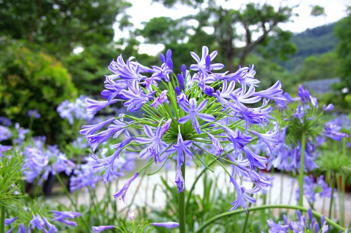 藍紫色的愛情花浪漫優雅