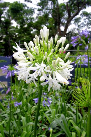 園區還有白花品種的愛情花喔