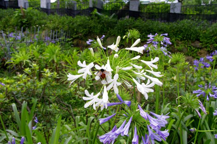 雨過天晴！園區的小嬌客正忙著幫美麗的愛情花授粉