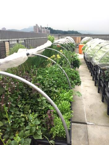 11.田園城市-綠屋頂(興隆公宅)現況照片