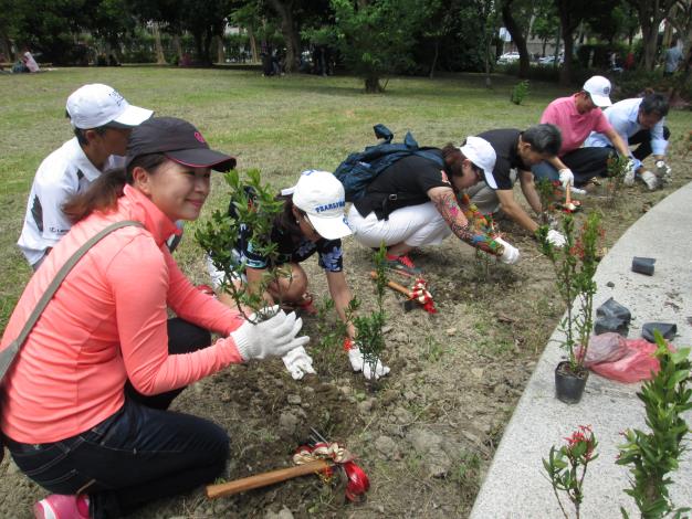 (圖4)種植大安森林公園9號門廣場矮仙丹