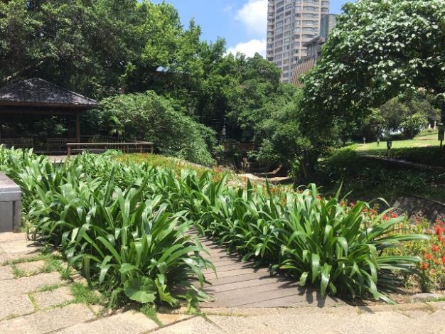 圖6.北投公園木棧道兩側植栽營造