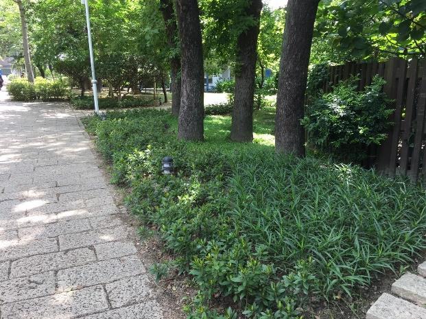 圖8.北投公園林下裸露景觀改善情況4