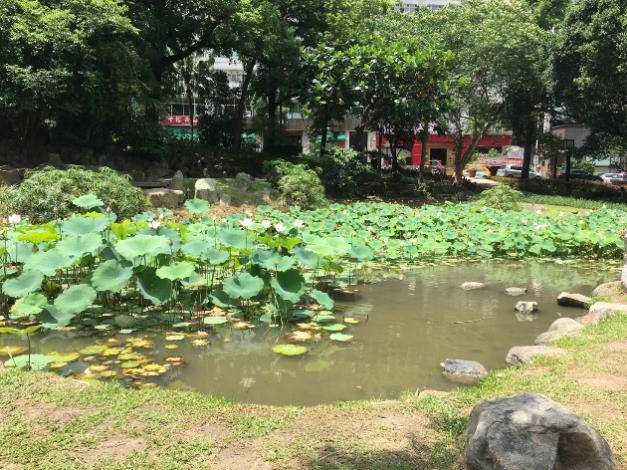 圖7.溜冰場旁蓮花池再造    