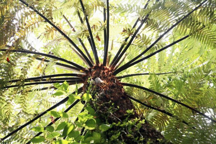穿梭臺北市內溝溪蓬蓬裙般的大型蕨類「桫欏」樹下，燦爛陽光灑落斑斑樹影。