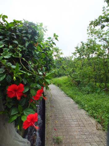 照片6 夏季朱槿綻放於東昇步道 