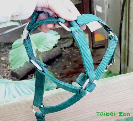 保育員自行加工改造馬匹專用的「轡頭」讓羊駝配戴